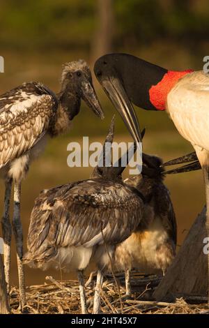 Jabiru (Jabiru mycteria), at nest with chicks. Pantanal, Mato Grosso, Brazil Stock Photo