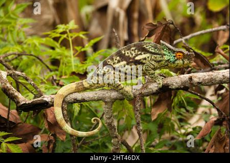 Parson’s chameleon (Calumma parsonii), on the branch of a tree. Madagascar Stock Photo