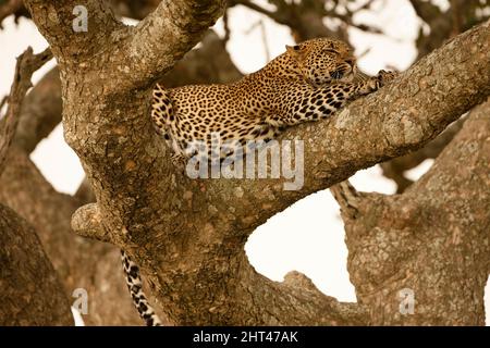 Leopard (Panthera pardus), sleeping in a tree. Seronera, Serengeti National Park, Tanzania, Africa Stock Photo