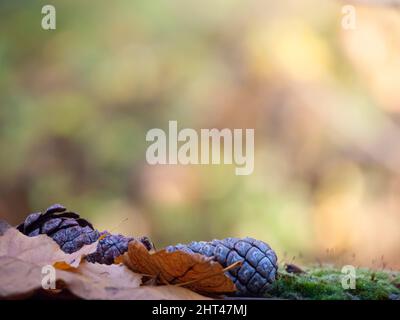 A closeup of pine cones and dried leaves on the ground under the sunlight with a blurry background Stock Photo
