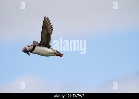 Atlantic puffin (Fratercula arctica), in flight carrying fish to colony. Farne Islands off Northumberland, England Stock Photo