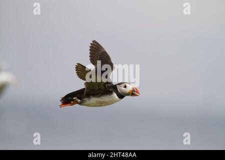 Atlantic puffin (Fratercula arctica), in flight carrying fish to colony. Stock Photo