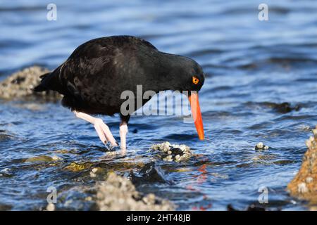 Black Oystercatcher in close up searching in sea water along a rocky shoreline with long orange bill and yellow eye Stock Photo