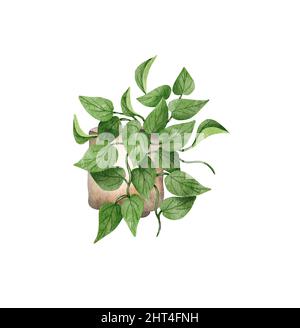 Hand painted watercolor pothos houseplant. Potted hanging plant illustration. Potted Jade-Pothos Stock Photo