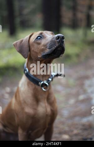 Rhodesian ridgeback with collar in the forest Stock Photo - Alamy