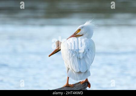 Rear view closeup of one American White pelican with  nuptial tubercle. Stock Photo