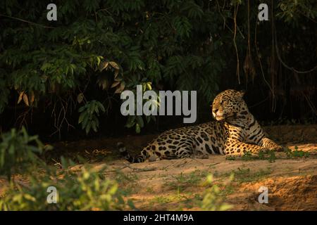 Jaguar (Panthera onca), resting on beach along river. Pantanal, Mato Grosso, Brazil Stock Photo