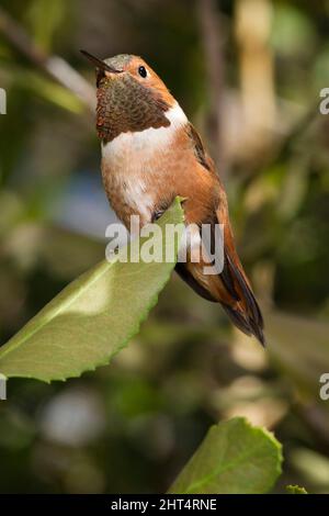 Rufous hummingbird (Selasphorus rufus), male, perched.. Madera Canyon, Arizona, USA Stock Photo