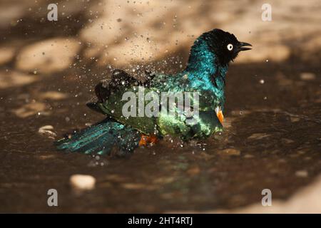 Superb starling (Lamprotornis superbus), bathing in a puddle. Ngorongoro Conservation Area, Tanzania, Africa Stock Photo