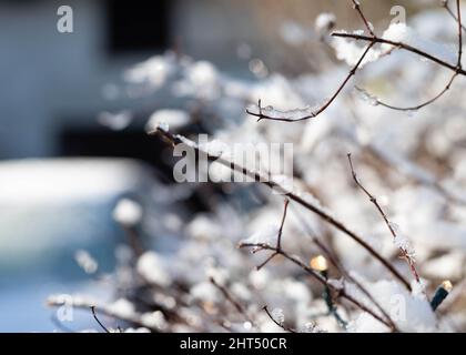 Macro shot of melting snowlflakes on twigs of a tree with bokeh lights in the background Stock Photo