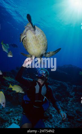 Green turtle (Chelonia mydas), interacting with diver. Kona, Hawaii, USA Stock Photo