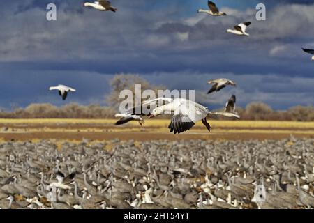 Focus on single snow goose overflying mixed flock of sandhill cranes and snow geese in New Mexico Stock Photo