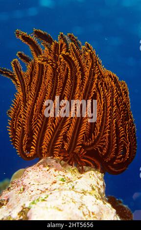 A featherstar (Crinoidea), also called sea lilies or crinoids. Vila, Vanuatu Stock Photo