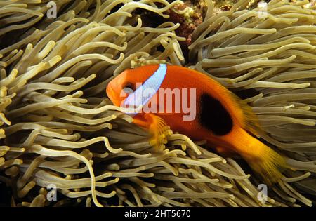 Fire clownfish (Amphiprion melanopus), in host anemone. Vila, Vanuatu, South Pacific Stock Photo