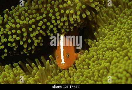 Yellow clownfish (Amphiprion sandaracinos), in Merten's carpet sea anemone (Stichodactyla mertensii). Manado, Indonesia Stock Photo