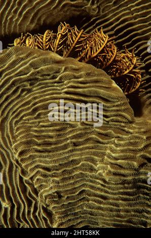 A featherstar,  curled tentacles between ripples of a hard coral, Elephant skin, Corduroy or Castle coral (Pachyseris sp.).  Ambon, Indonesia Stock Photo