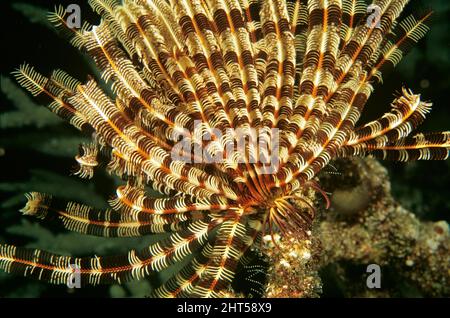 Brown and white featherstar  (Crinoidea).  Coral Sea, Queensland, Australia Stock Photo