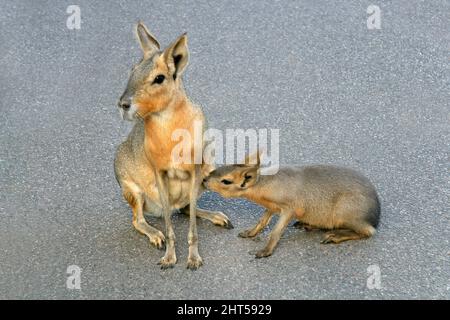 A Patagonian mara (Dolichotis patagonum) with young, Argentina Stock Photo