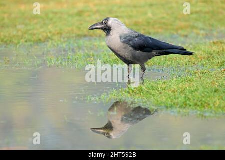 An Indian house crow (Corvus splendens) standing in a pool of water, India Stock Photo