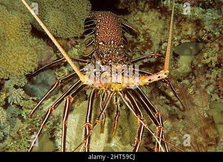 Painted rock lobster   (Panulirus versicolor).  Flinders Reef, Coral Sea, Australia Stock Photo