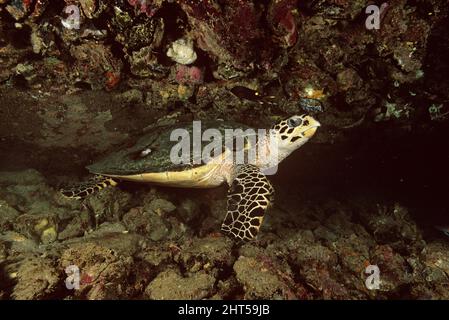 Barnacles on Loggerhead sea turtle shell Barnacles are crustaceans that ...