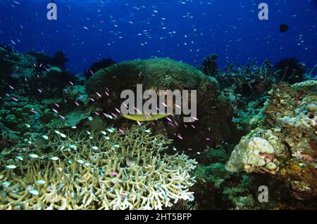 Coral reef with hard corals, featherstars, blue-tailed unicorn fish South Pacific Stock Photo