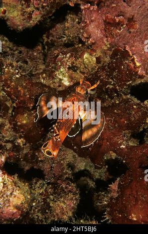 Twospot turkeyfish  (Dendrochirus biocellatus),  tiny, nocturnal and well hidden  Papua New Guinea Stock Photo