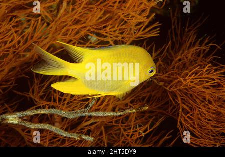 Male Golden damselfish (Amblyglyphidodon aureus) guarding his clutch of ...