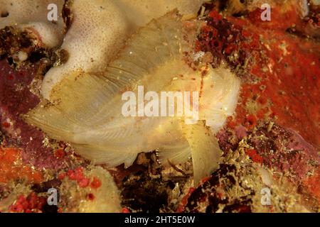 Leaf scorpionfish (Taenianotus triacanthus), its colour matches its surroundings. Stock Photo