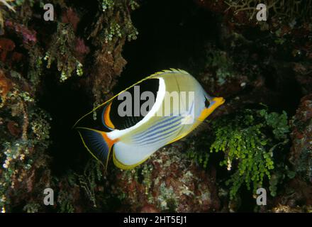 Saddle butterflyfish (Chaetodon ephippium), about 17 cm long Stock Photo