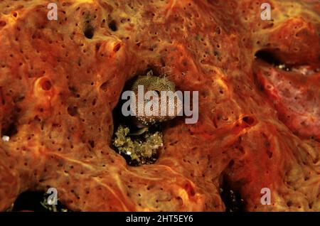 Horned blenny (Parablennius sp.), nestled amongst coral. Stock Photo