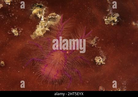 Pink squat lobster   (Lauriea siagiani),  found on barrel sponges.  Ambon, Indonesia Stock Photo