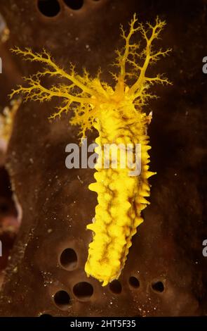 Yellow holothurian or Sea cucumber  (Cucumaria miniata),  Ambon, Indonesia Stock Photo