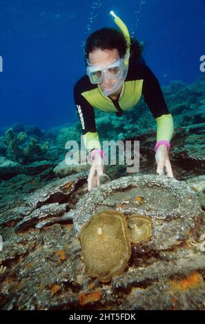 Corallimorph  (Amplexidiscus fenestrafer),  examined by divr.  Great Barrier Reef, Queensland, Australia Stock Photo