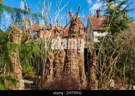 Tropical plants wrapped in straw to protect from cold and frost in winter, at Great Dixter exotic garden Stock Photo