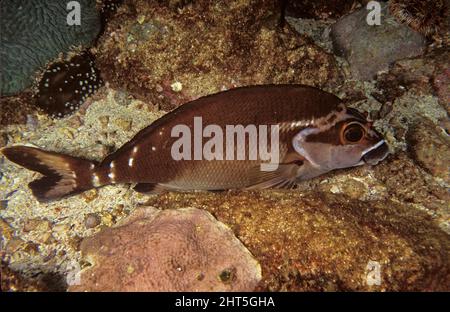 Red morwong  (Goniistius fuscus),  considered good eating.   North Solitary Islands, New South Wales, Australia Stock Photo