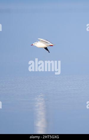 Vertical shot of a black-headed gull flying above the sea with a blurry background Stock Photo