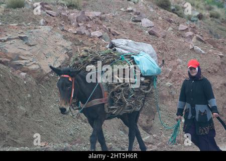AIT BENHADDOU, MOROCCO -  NOVEMBER 22, 2018  woman with red hat and a donkey loaded with fire wood in the High Atlas mountains Stock Photo