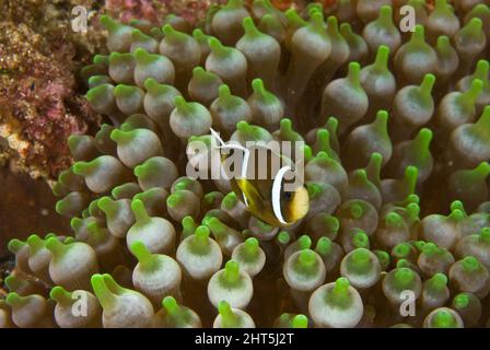 Clark's anemonefish  (Amphiprion clarkii), juvenile in its host, Bubbletip anemone, also called Bulb-tentacle sea anemone (Entacmaea quadricolor). Stock Photo