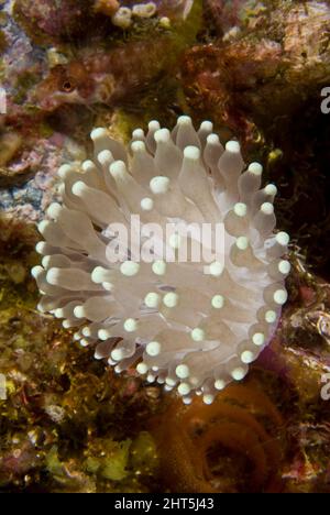 Bubble tip anemone (Entacmaea quadricolor), a solitary coral that looks very similar to an anemone, however it has a hard skeleton. Stock Photo