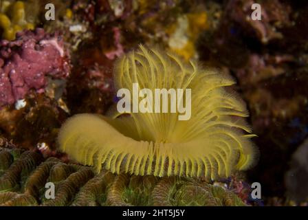 Feather duster worm (Sabellastarte sp.), a tube-dwelling worm. Its tentacles are extracted in the current and are used to catch food drifting by. Stock Photo