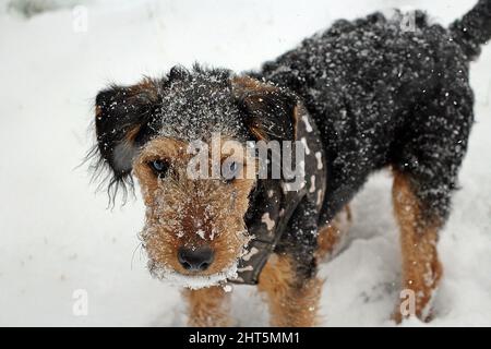 a black and tan working Lakeland terrier with a black jacket with bones on standing in the snow with snow on her coat and face Stock Photo