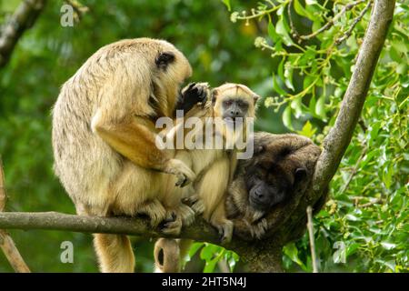 a family of black howler monkeys (Alouatta caraya) together on a branch of a tree isolated on a natural background Stock Photo