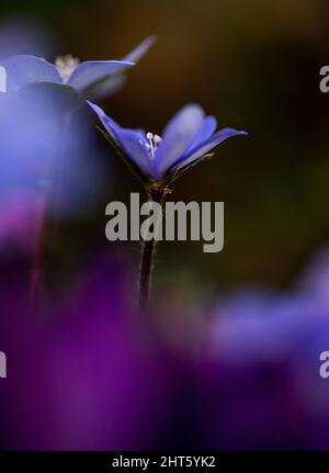 A vertical closeup shot of the Liverwort flowers on the dark blurry background Stock Photo