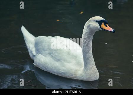 A graceful white swan swimming in a lake Stock Photo