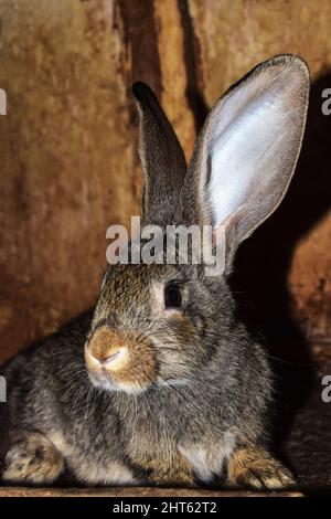 Gray rabbit with big ears sits and looks at the camera. The shadow of the animal is visible on the brown wall. Rabbit breeding. Close-up. Selective fo Stock Photo
