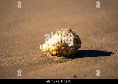 Fish Egg Case Washed Up On Beach Stock Photo