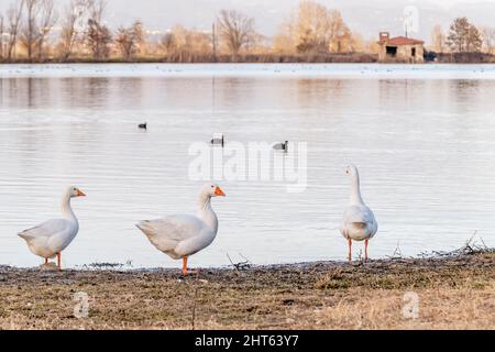 Three geese on the shore of the Gherardesca lake, Lucca, Italy, with in the background three coots in the water Stock Photo