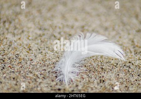 White bird feather on the sand of the Danube river bank. Stock Photo