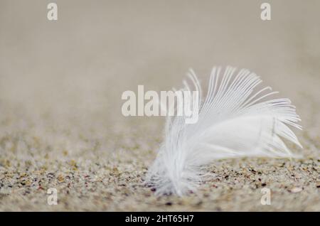 White bird feather on the sand of the Danube river bank. Stock Photo